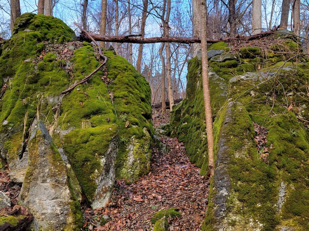 Biodiversity: A Tiny Universe 🐜
The Moss Covered Boulders are actually bustling cities for microscopic life. Moss provides a vital habitat for tardigrades, insects, and fungi that are essential to the forest's food web. Even the Bald Eagle and other birds depend on the health of this ecosystem. While they don't appear every day, the eagles that visit the farm rely on a healthy forest floor to support the small animals they hunt. Removing the moss disrupts this chain of life and damages the biodiversity of The Cove in The Enchanted Forest.
