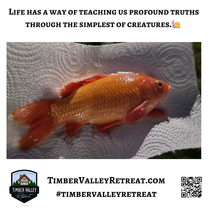 🐌 12 Vital Lessons from The Story of the Snail
Life has a way of teaching us profound truths through the simplest of creatures. Recently, we experienced a heartbreaking situation in our goldfish aquarium that we feel compelled to share as The Story of the Snail. It began with the best of intentions; we introduced a new snail to help our existing snails manage some algae. However, within days, our fish began to perish one by one—first a small one, then another, until finally, our large, beloved goldfish was gone. We discovered that the new snail had brought a hidden contamination into the tank. This experience serves as a sobering metaphor for our spiritual walk, especially as we welcome guests to experience glamping Clear Spring Maryland Timber Valley Retreat.