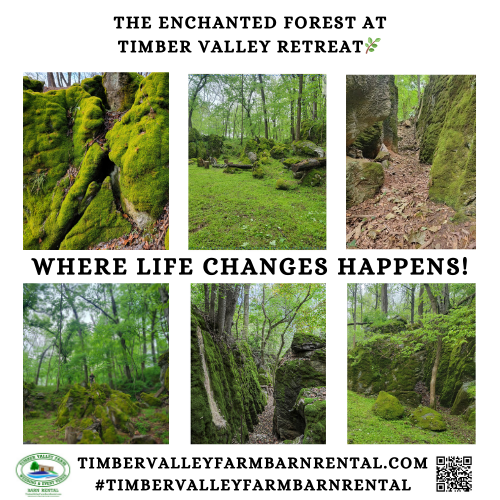 Witnesses to the Building of the C&O Canal 🚲
Right at our back door lies the Historic C&O Canal at Mile 108. Long before the first shovel struck the earth in the early 1800s, The Enchanted Forest Trees were already reaching for the sky. They stood in silence as thousands of laborers moved tons of earth and stone to create the "Grand Old Ditch." These trees provided the shade for the mules and the canal families who navigated the waterway, witnessing the birth of an industrial marvel managed today by the National Park Service.