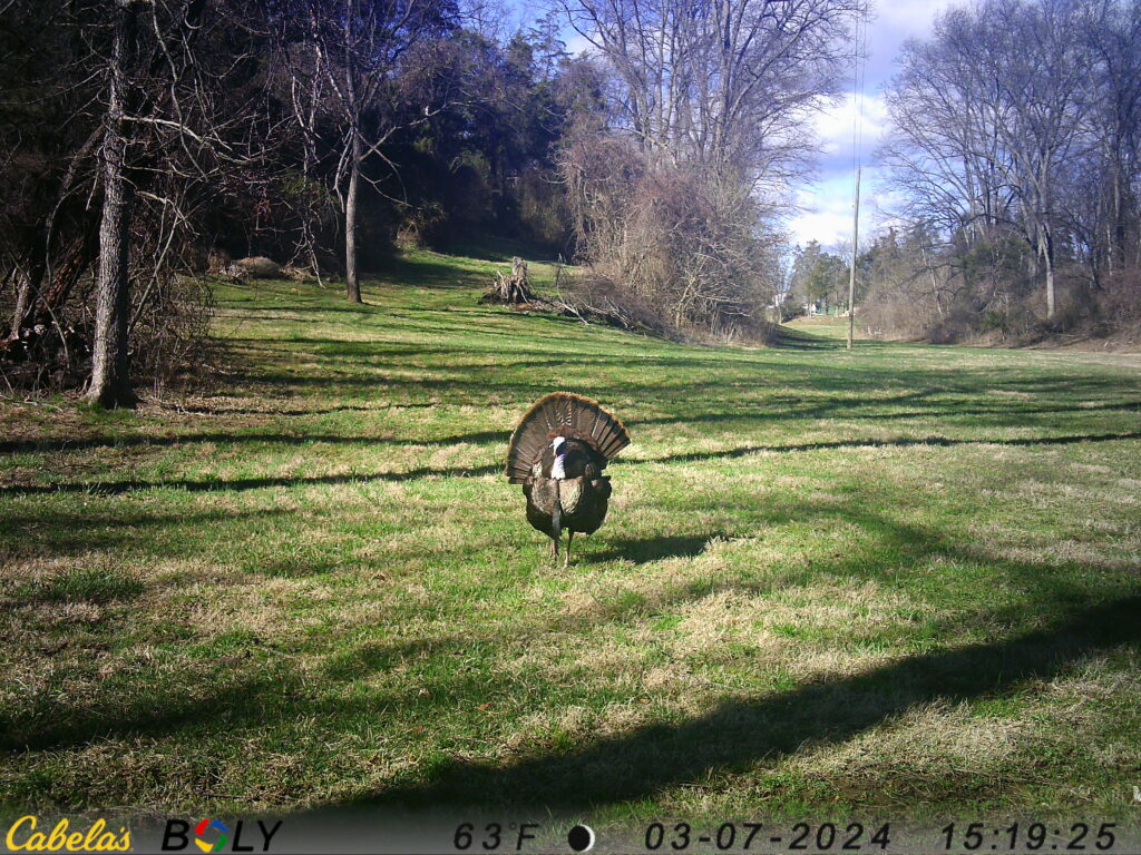 Heartfelt Family Hospitality from Karen and Tom Grosh 🤝
We believe that being a good host extends to the land and the animals that live here. Karen and Tom Grosh provide authentic Family Hospitality that is rooted in stewardship. When you stay at Timber Valley Retreat Washington County Maryland, you are staying on a farm that is cared for with love and respect for the environment. We love pointing out the best spots on the property for bird watching or deer sightings, helping you build "time wealth" through quiet observation. Thank you for supporting our small family-owned and operated business; your stay helps us continue our mission of preserving this beautiful habitat for generations to come.