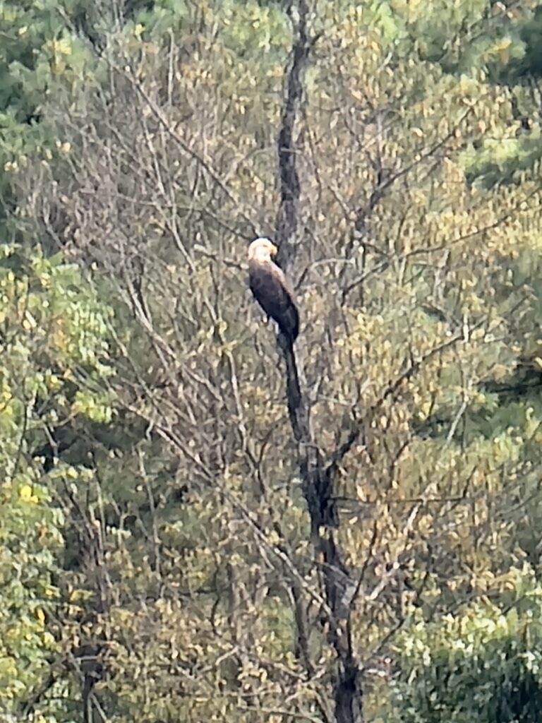 Watching for the Bald Eagle 🦅
Nature is in full swing during the summer months. 🌲 The Bald Eagle visits the farm often, though not every day. 🔭 Seeing such a majestic bird soaring over our pastures is a powerful experience that guests of our private Maryland hidden gem cabins always cherish. 🦅 It’s a reminder of the wild, untamed beauty that still exists in our corner of the state. 🌲✨