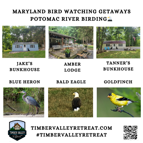 🛶 Plan the ultimate Maryland bird watching getaways! Discover 100 private acres of Potomac River birding at Timber Valley Retreat. Spot eagles, herons, and more. 🦅