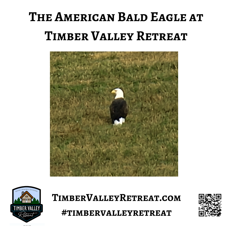 Sightings of the Majestic Bald Eagle 🦅
Nature often provides the best entertainment. A Bald Eagle visits the farm often, soaring high above the valley. During Bill's Time at Timber Valley Retreat, the family had the chance to look up and see this powerful symbol of freedom. It’s a reminder of the raw beauty we preserve here in Washington County.