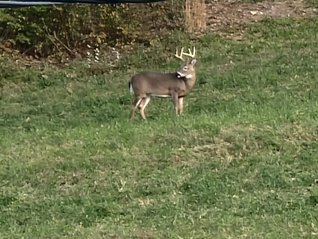 Reflections at the Spring-Fed Pond 💦
One of the most photogenic spots on the property is our spring-fed pond. The water is exceptionally clear, creating a perfect mirror for the surrounding trees. For nature photography in Maryland, "mirror shots" are a staple, and our pond delivers year-round. In the autumn, the reflection of the fiery oranges and reds is breathtaking. In the spring, the bright greens of new growth pop against the water. The pond also attracts a variety of waterfowl and songbirds, offering endless opportunities for macro and wildlife photography during your scenic nature escape Timber Valley Retreat.