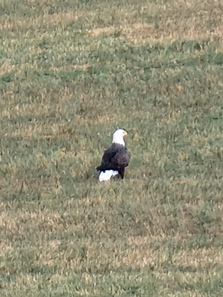 Capturing the King: The Bald Eagle 🦅
The ultimate prize for anyone practicing nature photography in Maryland is a clear shot of a Bald Eagle. At our retreat, we are blessed with a pair of these majestic birds that stop by the farm every so often. Seeing them through a 600mm lens as they soar over our 100-acre property is a heart-pounding experience. The contrast of their white heads against the deep blue Maryland sky or the vibrant green canopy provides a world-class composition. Because we are a scenic nature escape Timber Valley Retreat, you have the stillness required to wait for that perfect moment when they swoop toward the pond or the nearby river.