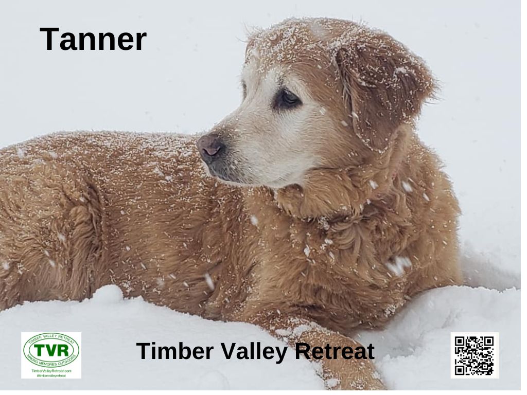 Supporting a Dream: Thank You for Choosing Our Family Business 👨‍👩‍👧‍👦
As you look for the perfect Tanners Bunkhouse Glamping Cabin or search for Western Maryland Private Campgrounds, we know you have many choices. That is why we want to take a moment to express our deepest gratitude for considering Timber Valley Retreat.