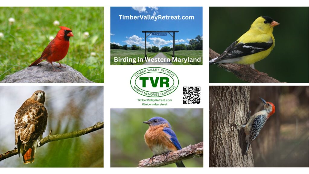 Discover breathtaking Birding Glamping! Our Clear Spring Maryland retreat is a haven for Eco-Tourists, offering 10-acre private access near the C&O Canal and Potomac River. 🏕️