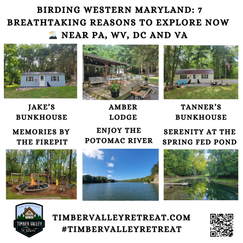 2. A Paradise for Birdwatching Enthusiasts 🦅
Timber Valley Retreat is a haven for those who appreciate the majesty of flight. Because of our proximity to the Potomac River and the lush forest canopy, guests often witness the migration of breathtaking bird species in their natural habitat. From bald eagles soaring over the river to colorful songbirds nesting near your cabin porch, the opportunities for birdwatching are endless. This is one of the many ways our Glamping Cabins Clear Spring Maryland allow you to immerse yourself in the local ecosystem.