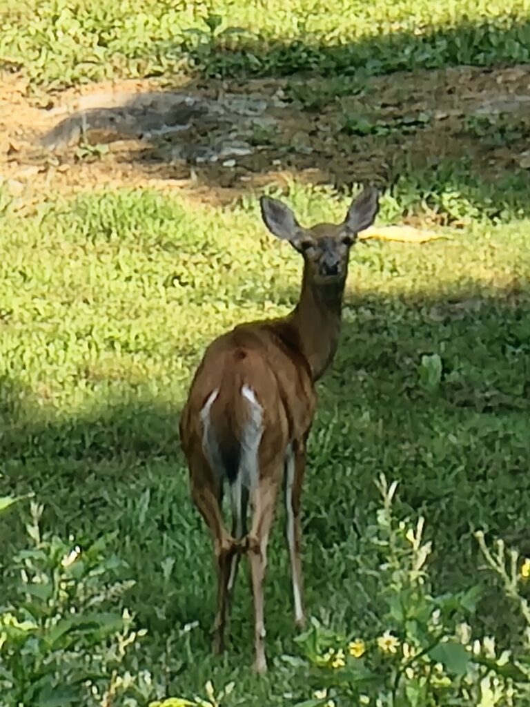3. Exploring Our 100-Acre Private Farm 🐄🚜
When you book a Staycation Getaway with us, you aren’t just getting a room; you are gaining access to a massive private estate. 🗺️ Our 100-acre farm is a playground for both adults and children. There are no crowded hiking trails here—just you and the great outdoors. 🌳👣