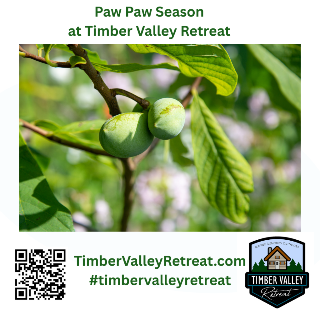 Glamping Cabins Western Maryland - 1. Discovering the “Appalachian Banana” 🍌🌳
If you’ve never tasted a Paw Paw, you are missing out on one of nature’s best-kept secrets. Often called the “Appalachian Banana” or “Custard Apple,” this is North America’s largest edible native fruit. During Paw Paw Season, the woods of Timber Valley Retreat become a foraging paradise. 🌿

The flavor is an exotic, tropical blend of mango, banana, and citrus, with a texture like thick custard. Staying at our Glamping Cabins Western Maryland puts you right in the heart of the patches. You can learn more about the unique botany of our region through the Maryland Geological Survey. 🗺️
