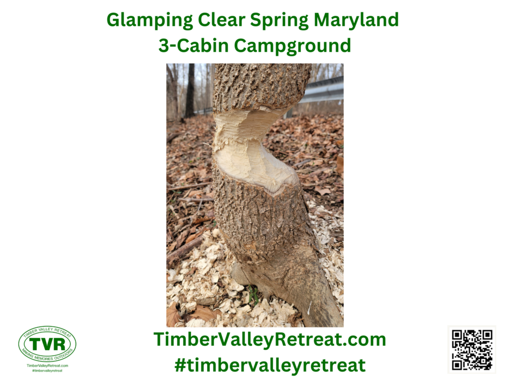 5. Nature’s Engineers: The Beaver Activity 🦫🌳
The area along the Potomac River and the C&O Canal is teeming with wildlife. 🦅 One of the most fascinating stops on our 45-minute journey is the area where local beavers have established their territory. 🦫 You don't always see the beavers themselves—as they are quite shy—but you will see the undeniable evidence of their hard work.

Look for the "beaver chews" on the trees along the road. 🌳 These nature's engineers can take down surprisingly large trees to build their lodges and dams. Seeing the pointed stumps and the scattered wood chips is a great way to talk about the local ecosystem and how these animals shape the environment around them. It’s a highlight for the kids, who love playing "nature detective" to find the latest beaver project. 🕵️‍♂️🦫