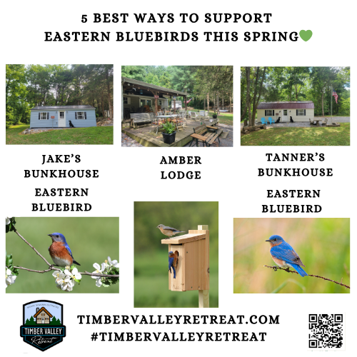 🏡 Creating a Sanctuary for the Eastern Bluebird
The arrival of spring at Timber Valley Retreat is signaled by many things—the budding of the pawpaw trees, the warming Maryland sun, and most notably, the vibrant flash of blue darting across our 100-acre landscape. The Eastern Bluebird is more than just a beautiful visitor; it is a symbol of a healthy, thriving ecosystem. As a dedicated nature retreat, we take our role as "bluebird landlords" seriously, maintaining approximately 25 nesting boxes to ensure these stunning birds have a safe place to raise their young. 🐦✨