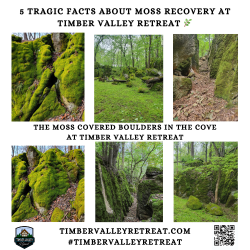 5 Tragic Facts About Moss Recovery at Timber Valley Retreat 🌿
Moss recovery at Timber Valley Retreat is the single most important environmental mission we face today. Our family-owned sanctuary is defined by the ancient "living carpet" of The Enchanted Forest in The Cove, but that beauty is currently under threat. We have recently discovered that some guests and children are peeling moss away from our natural boulders. While it may look like a simple piece of greenery to a child, the biological reality is far more serious. To protect our private and exclusive sanctuary, we must understand that moss is not like most plants. When it is damaged, the moss recovery doesn't take weeks—it takes a lifetime.