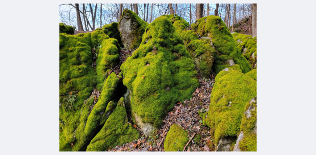 3. Protecting the Micro-Ecosystem for Moss Recovery
The "living carpet" of The Enchanted Forest is a bustling city for microscopic life. Beneficial insects, tardigrades, and microorganisms rely on this moss for shelter and moisture. It acts as a natural sponge, purifying the air and water around our spring-fed pond. Removing the moss is equivalent to destroying the habitat for the abundant wildlife that calls our retreat home.