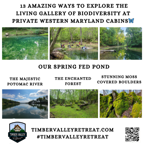 Section 2: The Science of Your "Living Gallery of Biodiversity"
What exactly is a "Living Gallery of Biodiversity"? At Timber Valley Retreat, it is the realization that nature is the most intricate exhibit on earth. Spanning 100 acres in Clear Spring, Maryland, our property serves as a vital biological corridor. Because we are situated near the Potomac River—and absolutely not a lake, as we are nestled in the river valley—our ecosystem is incredibly rich.

"Soft fascination" is a documented psychological phenomenon where exposure to nature allows the brain to recover from the exhaustion of modern life. Our Private Western Maryland Cabins are designed specifically to facilitate this reset. When you look out over our ridge, you aren't just seeing trees; you are seeing a complex habitat that supports a Living Gallery of Biodiversity. In the mornings, you might observe Goldfinches darting through the brush or catch the silhouette of a Blue Heron near the pond. As the afternoon warms, the transition of light across the moss-covered boulders—which we treat as natural sculptures—offers a masterclass in texture and time.