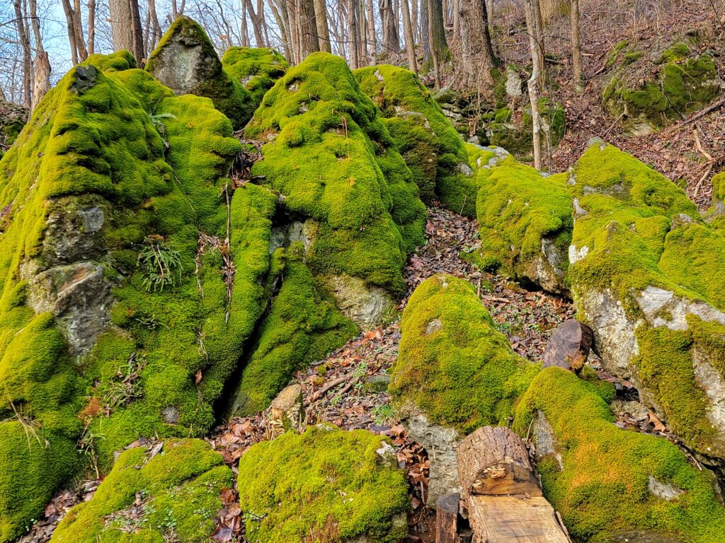 The ancient feel of the moss and stone reminds guests of the timelessness of the natural world, a key element in a grounding spiritual retreat Maryland experience. This passageway forces a slower pace, encouraging you to notice the intricate details of the moss and the strength of the stone, grounding your spirit before you reach the open area of the Cove.