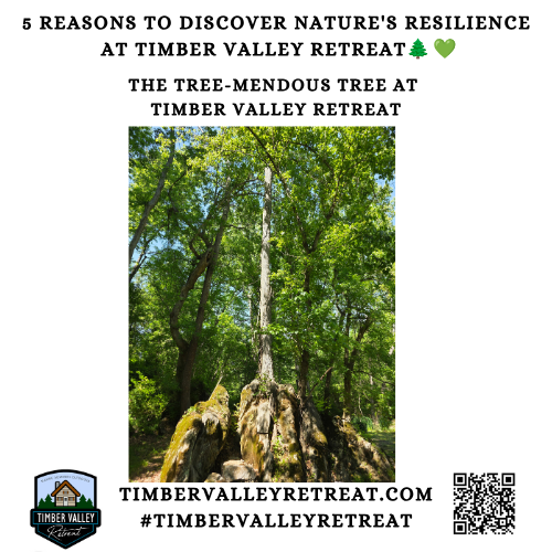 Have you ever witnessed the sheer power of nature in action? Deep within the serene landscape of The Enchanted Forest and near the tranquil waters of The Cove, we have discovered a truly remarkable sight that rivals the most breathtaking wonders of the world. Captured perfectly in Tree-Mendous Tree at Timber Valley Retreat.jpg, this Tree-Mendous Tree showcases the incredible tenacity of life as it thrives, growing directly from the heart of a solid, moss-covered boulder.
This extraordinary living monument teaches us profound lessons about overcoming obstacles. Just as this tree refuses to be stopped by solid stone, we too can find ways to grow through the most rigid challenges in our lives.