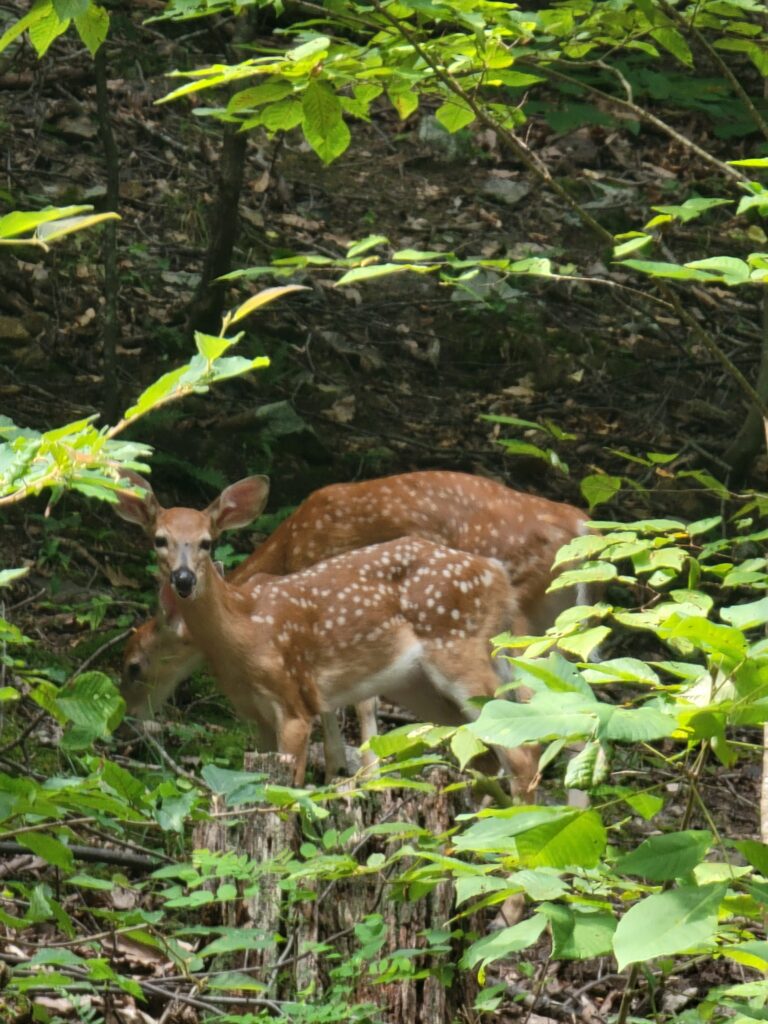 5. Wildlife Encounters and Natural Beauty
Nature lovers will delight in the abundance of wildlife that calls Timber Valley home. Wake up to the sight of bald eagles soaring overhead, bluebirds flitting through the trees, and goldfinches gathering at the pond. Evening brings the soothing chorus of spring peepers and the occasional appearance of a majestic blue heron.