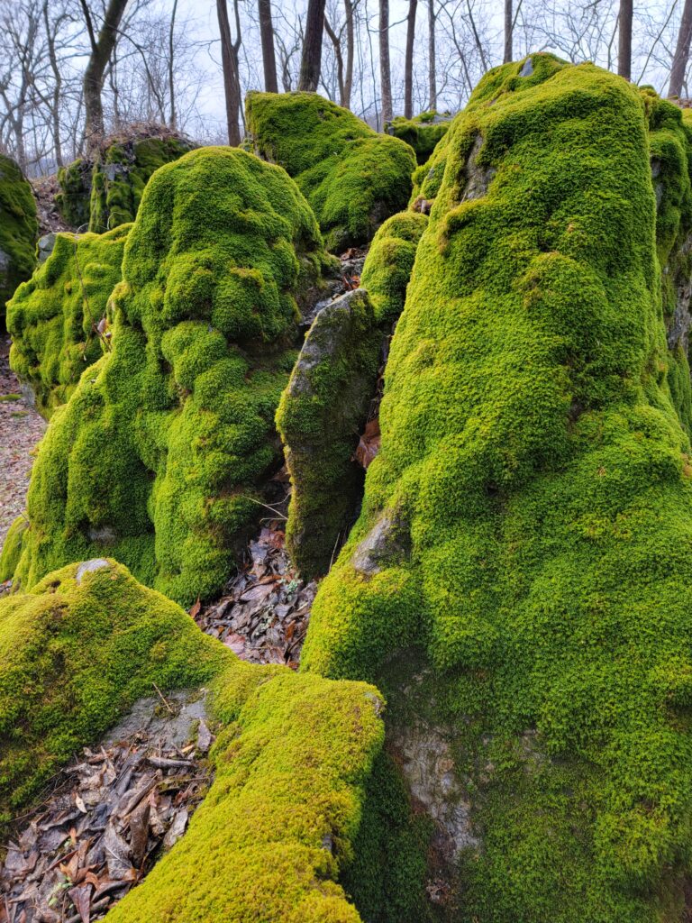 The stunning moss covered boulders at the Enchanted Forest Timber Valley Retreat.