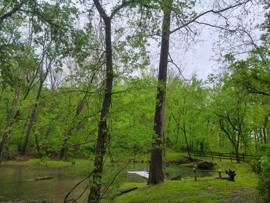 Peaceful spring-fed pond surrounded by towering trees at Timber Valley Retreat, a Western Maryland Cabin destination where families create lasting memories during a Family Cabin Getaway Maryland.
