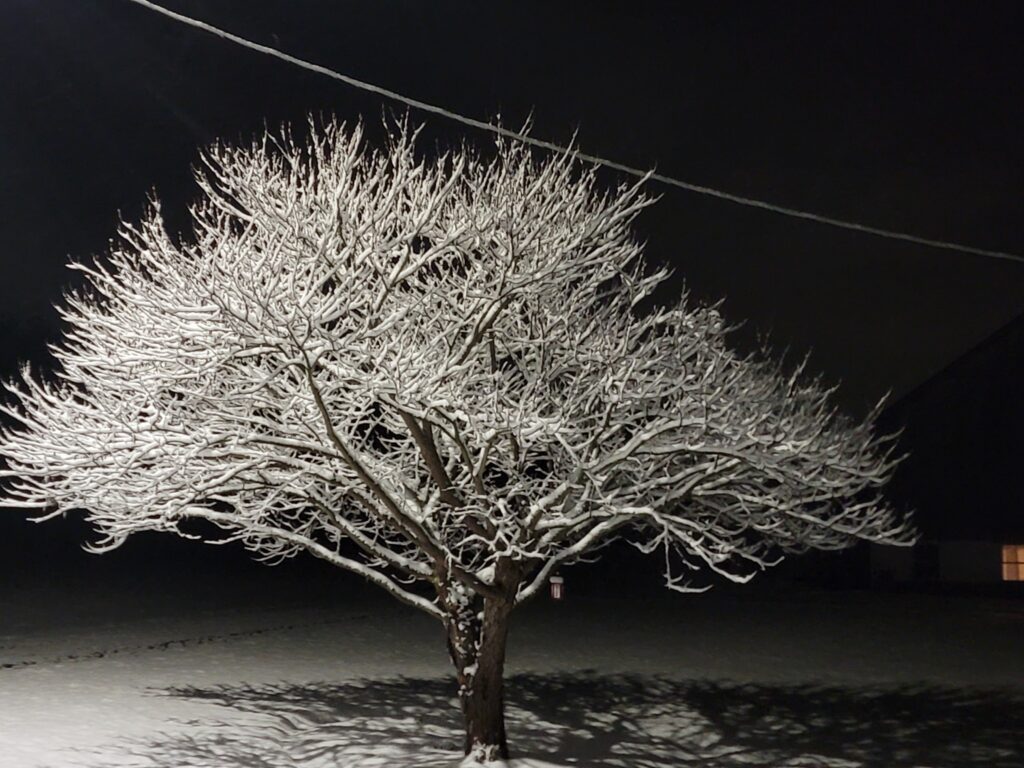 Snow-covered tree beneath the winter night sky at Timber Valley Retreat, a peaceful Maryland Dark Sky Cabin in Western Maryland.