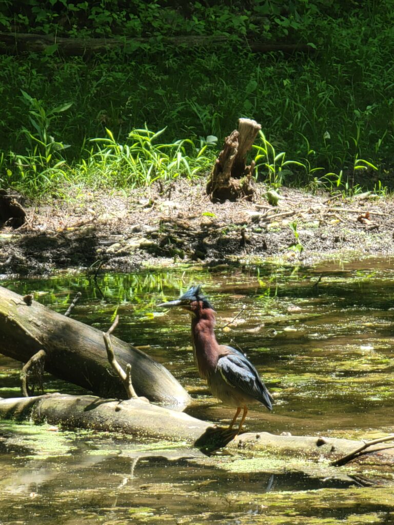 Green Heron standing on a fallen log in the spring-fed pond at Timber Valley Retreat in Western Maryland, hunting along a healthy habitat that supports frogs, fish, turtles, and native wildlife.