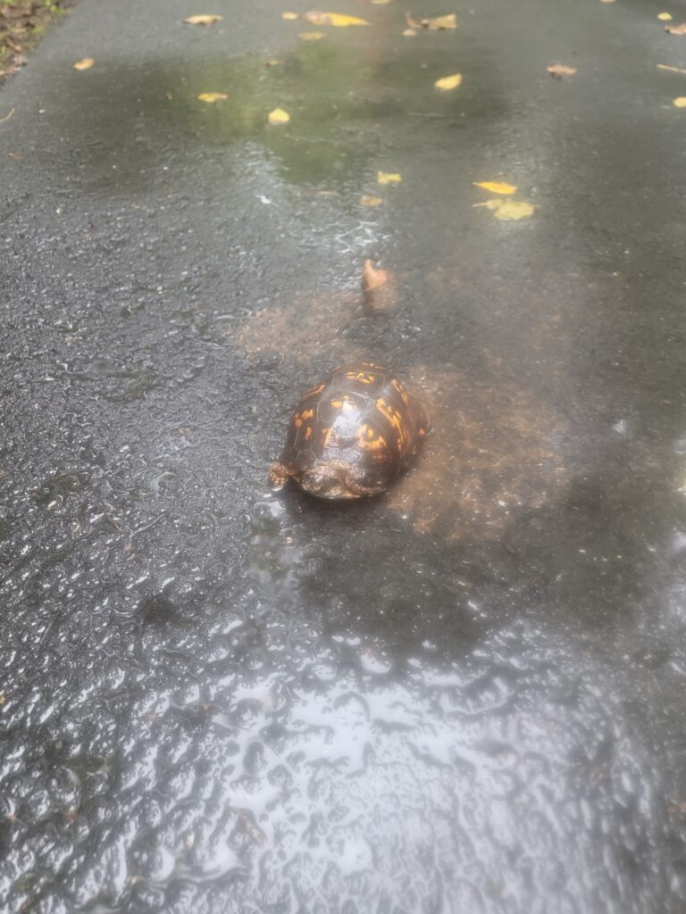 Eastern box turtle crossing a wet driveway at Frogs at Timber Valley, our Western Maryland Cabin Retreat, surrounded by Spring-Fed Pond Wildlife at Timber Valley Retreat.