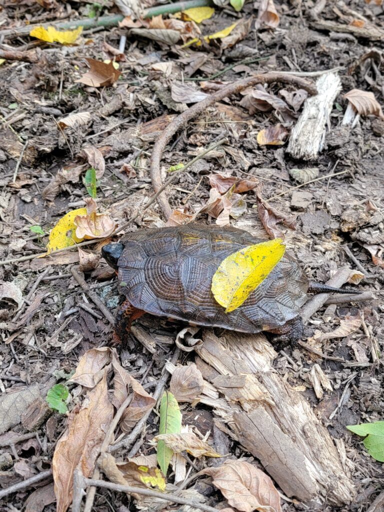 Snapping turtle resting in the spring-fed pond at Frogs at Timber Valley, our Western Maryland Cabin Retreat, featuring Spring-Fed Pond Wildlife at Timber Valley Retreat.