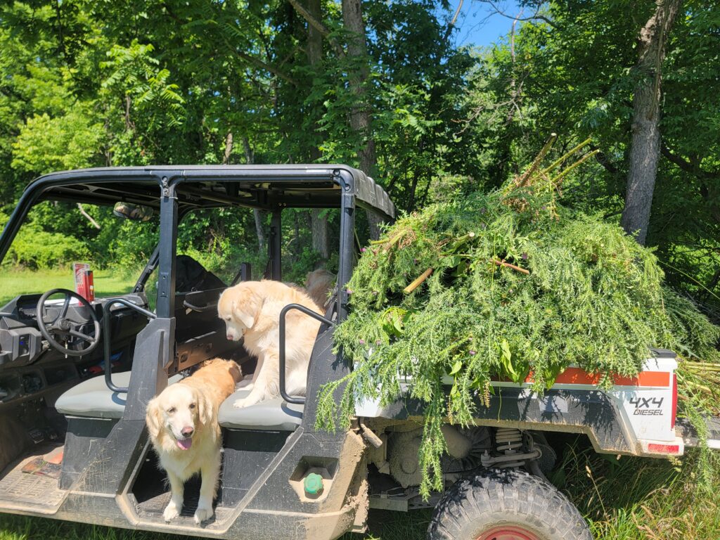Removing invasive thistles from the wildflower fields at Timber Valley Retreat in Clear Spring, Maryland, as part of the Timber Valley Conservation Promise.