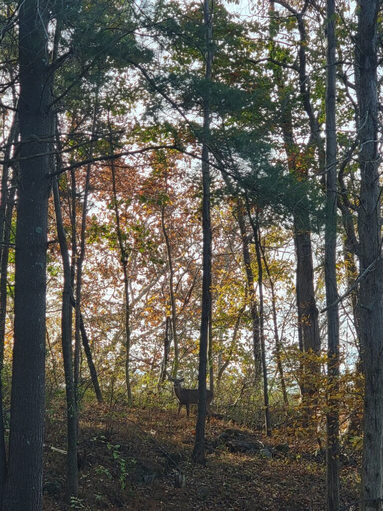 White-tailed deer among colorful autumn trees during Timber Valley Through the Seasons at Timber Valley Retreat, a Western Maryland Cabin Retreat.