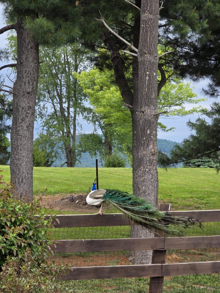 A colorful neighborhood peacock perched on a fence in the Village of Ash during a Timber Valley Trailblazer scenic wagon ride near Timber Valley Retreat.
