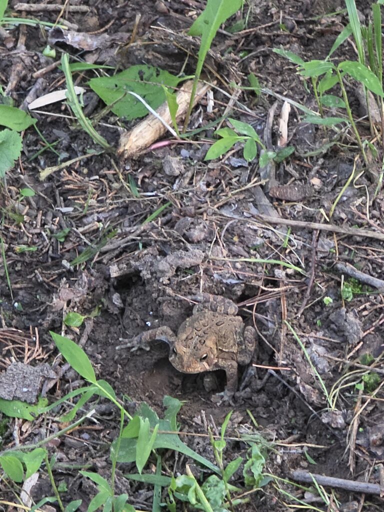 American toad resting beside its burrow at Frogs at Timber Valley, our Western Maryland Cabin Retreat, surrounded by Spring-Fed Pond Wildlife at Timber Valley Retreat.