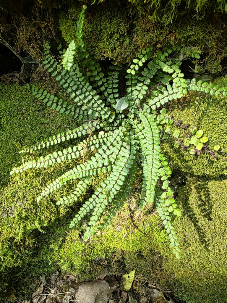 Hidden among the moss-covered boulders of Enchanted Forest Timber Valley Retreat, Maidenhair Spleenwort adds another layer of beauty to the woodland landscape. These delicate evergreen ferns thrive in the cool, shaded rock crevices found throughout the forest.