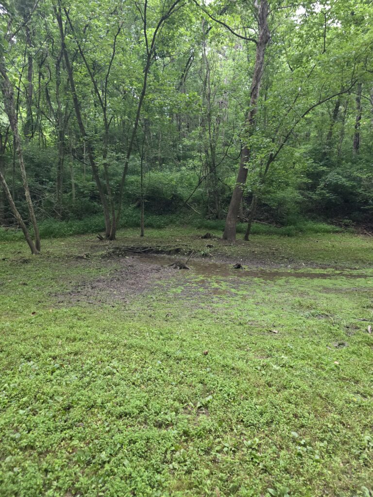Natural spring emerging from the ground at Timber Valley Retreat, providing fresh water that flows into the Spring-Fed Pond.