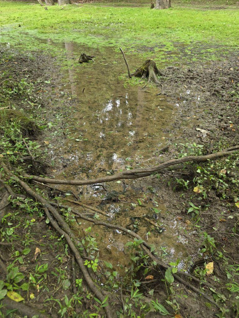 Natural spring emerging from the forest floor at Timber Valley Retreat, creating a Maryland Spring-Fed Pond that supports wildlife and peaceful nature experiences.