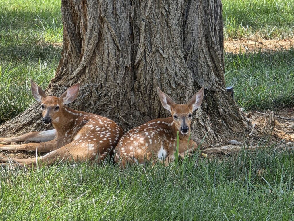 Two white-tailed deer fawns resting beneath a tree at Timber Valley Retreat, a peaceful wildlife scene near our Western Maryland Cabin and one of our Favorite Photo Locations.