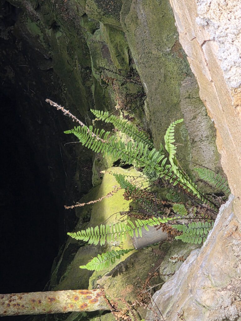 Ferns growing from the moss-covered stone walls inside the historic hand dug well at Timber Valley Retreat in Maryland.