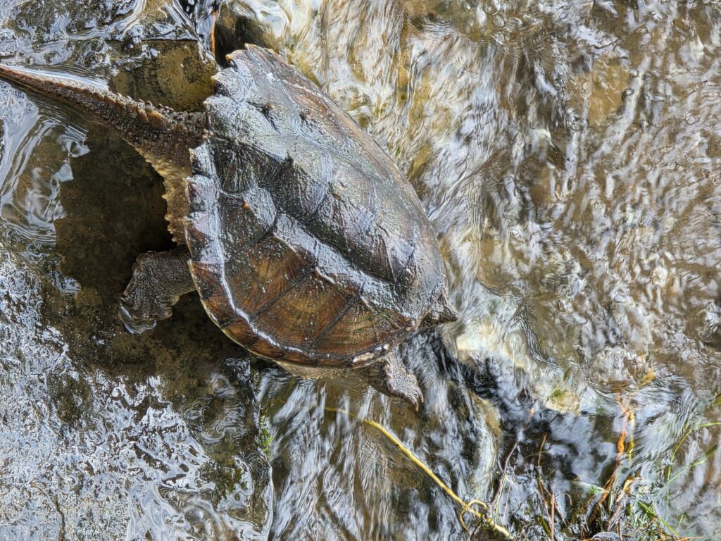 A turtle bask along the water's edge near Rock Cliff C&O Canal, reflecting the healthy wildlife habitats that thrive when visitors respect nature and leave no trace.