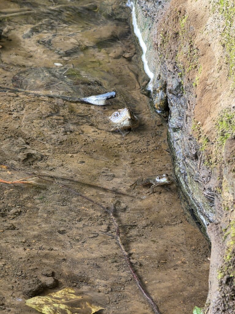 A snapping turtle and a frog share the spring-fed stream where it flows into the Potomac River, illustrating how clean waterways and practicing Leave No Trace help protect wildlife of every kind.
