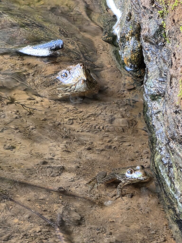 A snapping turtle and a frog share the spring-fed stream where it flows into the Potomac River at Rock Cliff along the C&O Canal, highlighting the importance of protecting healthy wildlife habitats.