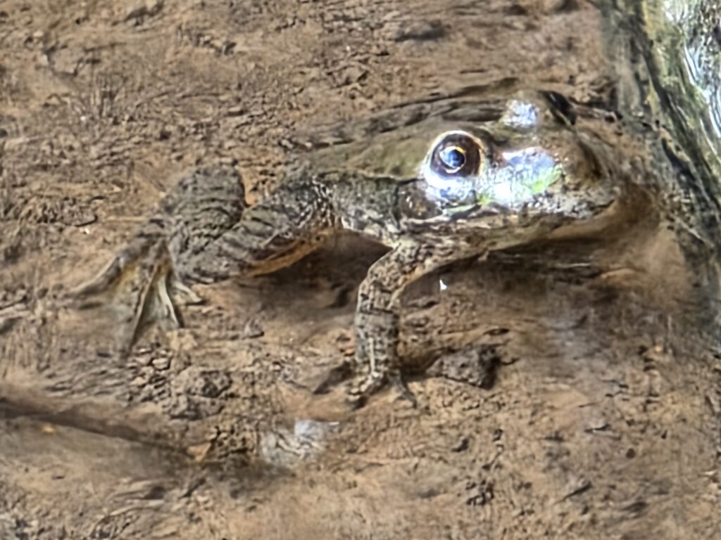 A frog quietly rests at the edge of the water at Timber Valley Retreat, reminding visitors that slowing down and observing wildlife respectfully creates unforgettable outdoor experiences.