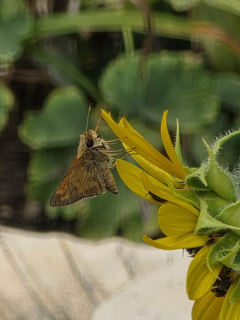 Long-tongued skipper pollinating a sunflower at Timber Valley Pollinators, our Western Maryland Cabin Retreat, featuring Western Maryland Pollinators at Timber Valley Retreat.