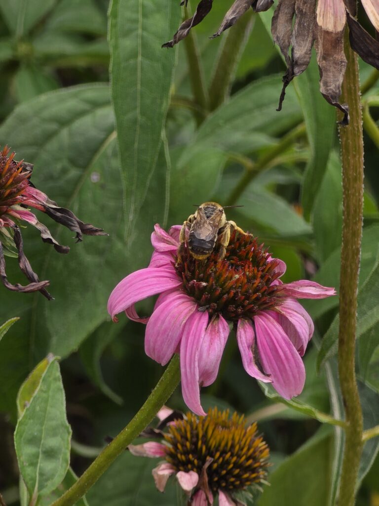 Native bee gathering pollen on a purple coneflower at Timber Valley Pollinators, our Western Maryland Cabin Retreat, featuring Western Maryland Pollinators at Timber Valley Retreat.