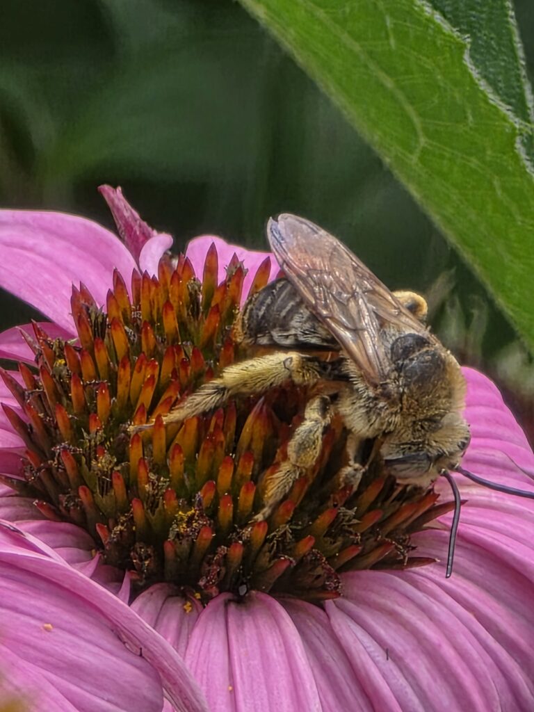 Native bee collecting pollen on a purple coneflower at Western Maryland Pollinators, Butterflies at Timber Valley, our Western Maryland Cabin Retreat at Timber Valley Retreat.
