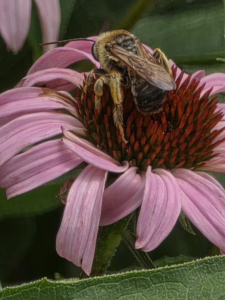 Native bee collecting pollen on a purple coneflower at Timber Valley Pollinators, our Western Maryland Cabin Retreat, featuring Western Maryland Pollinators at Timber Valley Retreat.