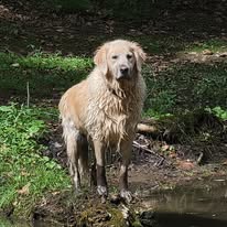Tom caring for the spring-fed pond while Ivy watches over him behind the scenes at Timber Valley Retreat.