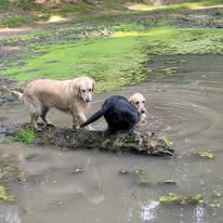 Joey and one of the Timber Valley girls playing on a floating log in the Spring-Fed Pond in Maryland at Timber Valley Retreat.