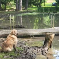 Ivy watching over Tom while he works in the spring-fed pond behind the scenes at Timber Valley Retreat.