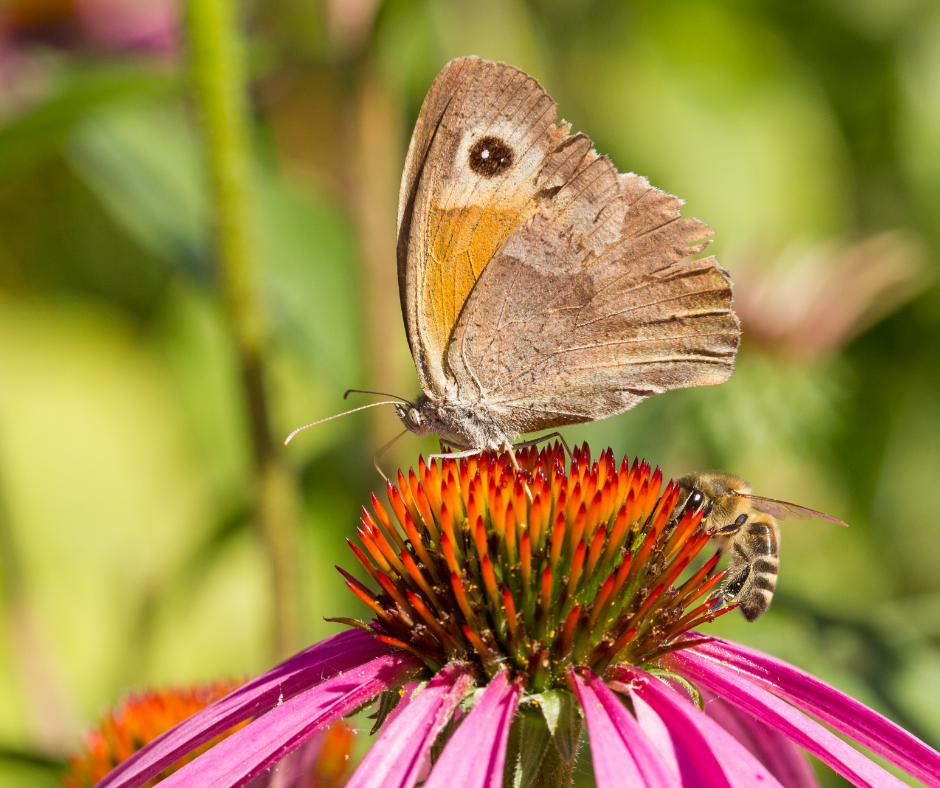 Butterfly and bee pollinating a coneflower at Butterflies at Timber Valley, our Western Maryland Cabin Retreat, featuring Western Maryland Pollinators at Timber Valley Retreat.