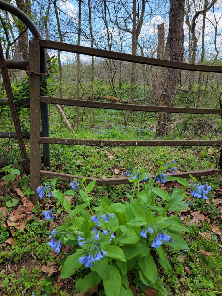 Alt Text:
Virginia bluebells blooming in the woodlands during spring at Timber Valley Retreat in Western Maryland.